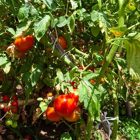 Eco Village Buljarica Apartament Budva